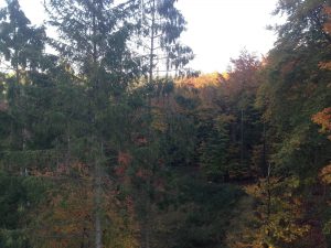 Baumwipfelpfad auf Ruegen