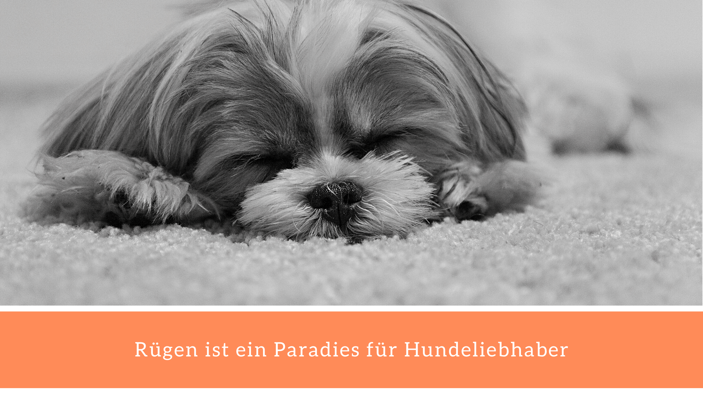 urlaub mit hund ruegen